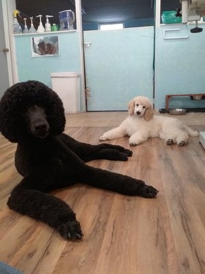 Poodle Party