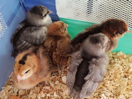 Baby chickens, 3 weeks old.