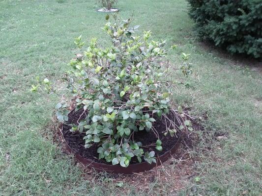 Cutting Edge installed a new metal edge around my camellia with plant fabric & mulch. Nice job!