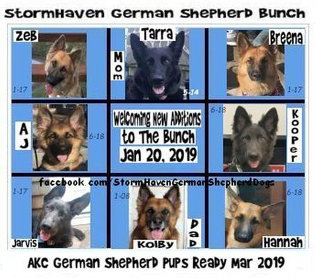 StormHaven German Shepherd Dogs