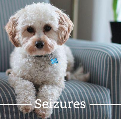 Our little poodle had seizures every day I started him on CBD oil and has not had one since