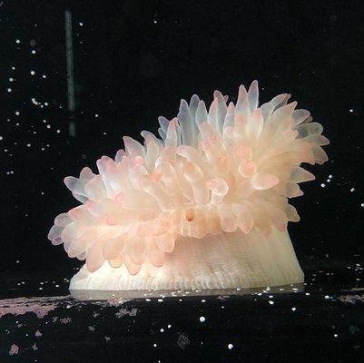 Bubble Tip Sea Anemone