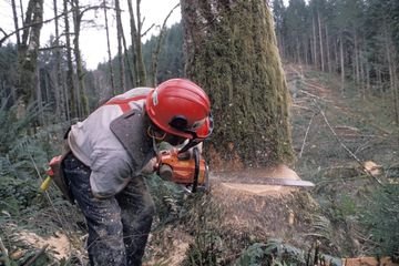 Tree Removal