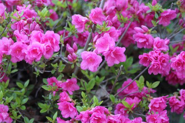 Automatic Irrigation and Lighting of Maine