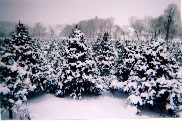 Winter at Shale Hills Farm