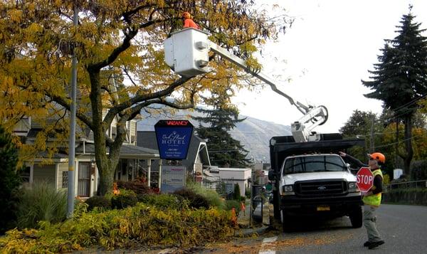 Thornless Honey Locust Pruning at the Oak St Hotel in Hood River