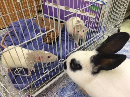 Rats and bunnies are some of our most frequent clients!