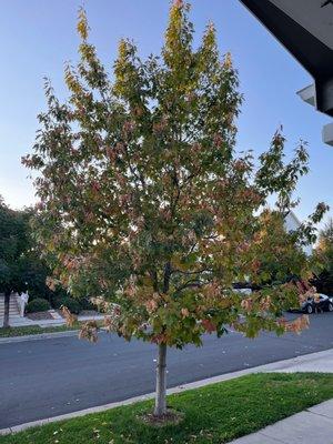 Untreated maple with Kermes Scale.