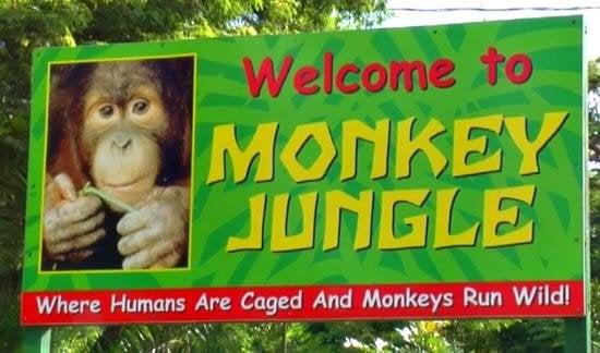 For Families this is a wonderful way to introduce children to our primate friends!