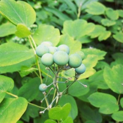 blue cohosh