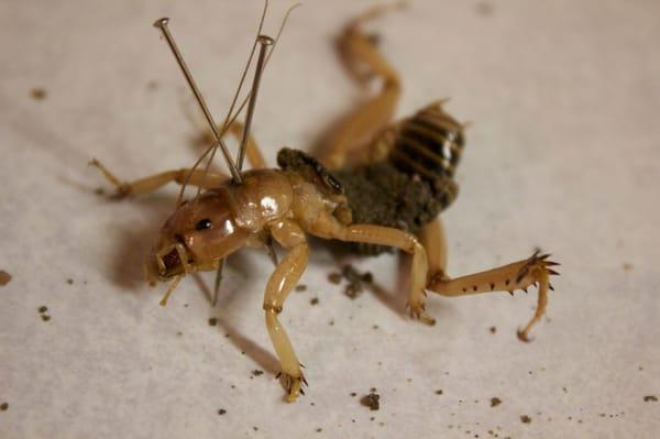 Jerusalem Cricket ID'd @ County Extension