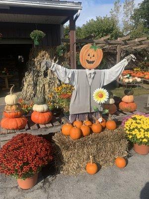 Pumpkin Display