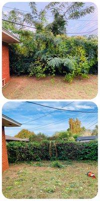 TLC of over grown shrubs and trees