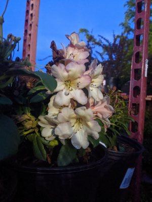 Pretty rhododendron!