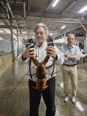 Founder Jay Sturm showing how to SAFELY hold a lobstah.