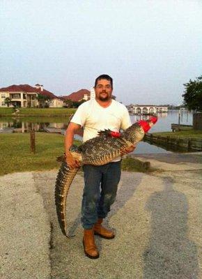 Small alligator relocated from Taylor Lake to Sheldon Reservoir