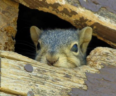 Squirrel in your attic?