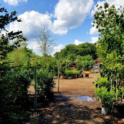 Redwood Nursery & Garden Center