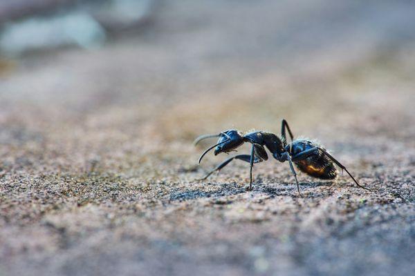 Fox Valley Environmental Pest Control