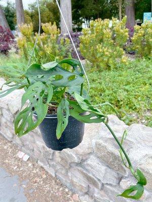 Monstera adansonii