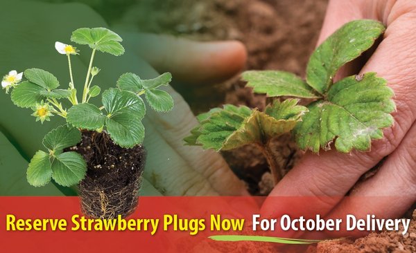 Order Strawberry Plugs now for October delivery.  You will have fruit the following Spring.