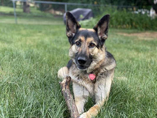 Get your dog some safe yard toys. I'm going to keep this boy away from sticks, even though, he loves them so.