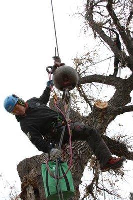 Large cottonwood removal using a 70 ton crane