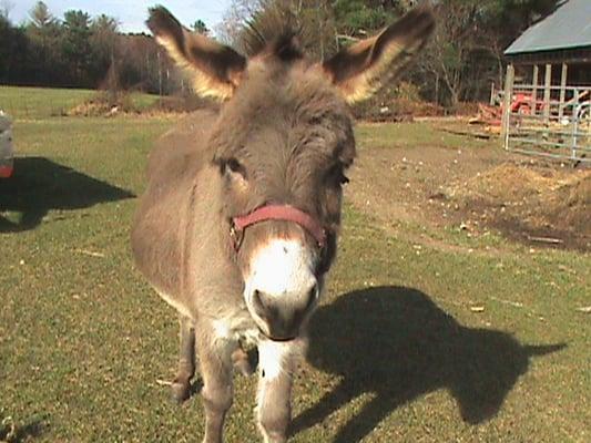 In addition to llamas, we  have many rescued animals, including Pedro the miniature donkey.