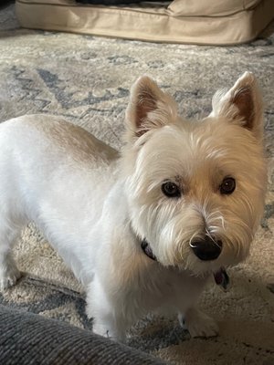 Westie after her grooming!