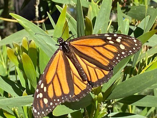 Monarch in the Garden