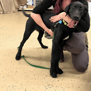 Ziggy on his Puppy Basics graduation day.