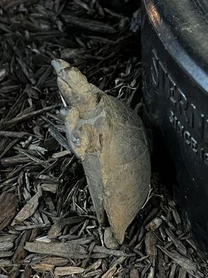 Turtle outside the theater