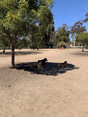 Plenty of shade around!