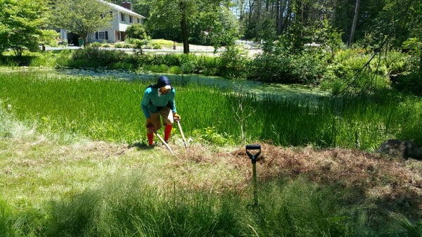 Garden forks are designed to loosen roots. I started six years ago with a pick axe and shovel.