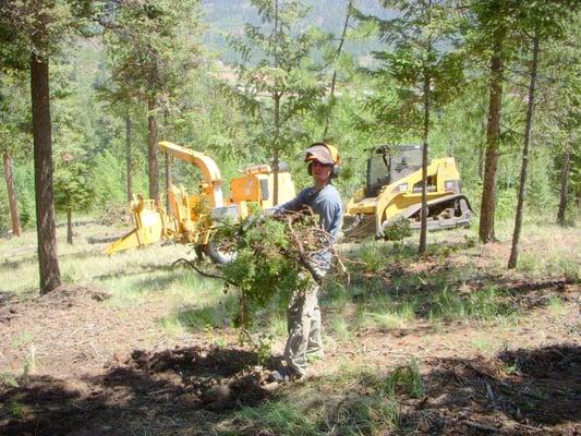 Spraying to the top of the tree is key, Forest floor cleaning