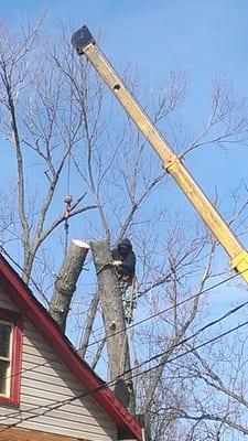 Big Oak Tree Service