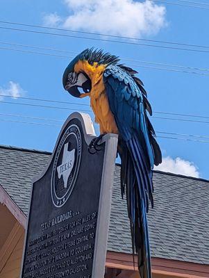 Lovely Macaw