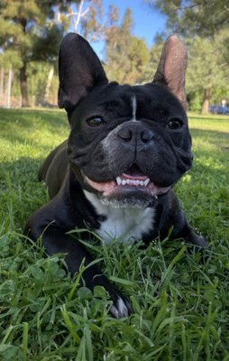 Luna the Frenchie