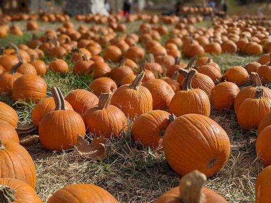 Small Pumpkins