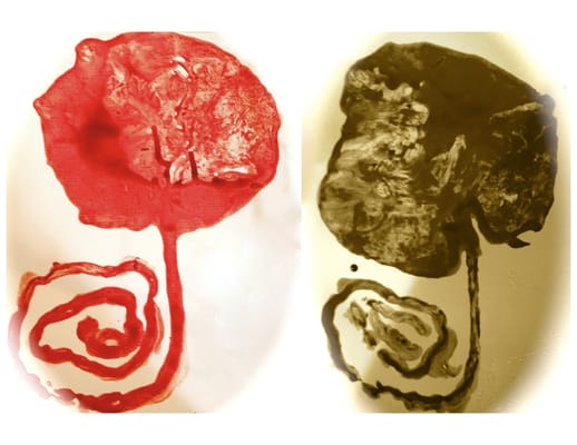 Placenta Art Prints