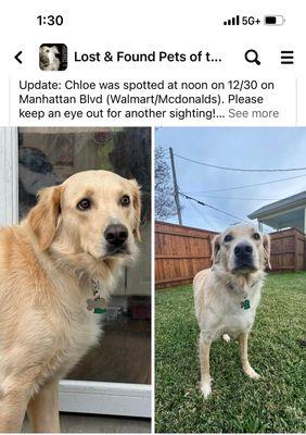 Chloe- our missing dog