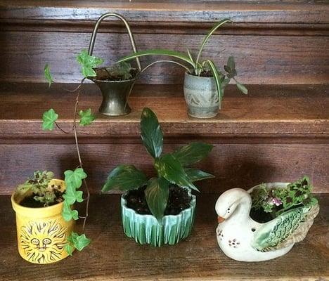 Real plants in vintage planters for sale (lots more!)