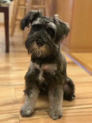 His 1st haircut