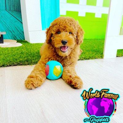 F2 mini goldendoodle