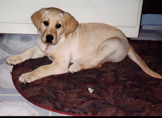 Viking - Yellow Lab