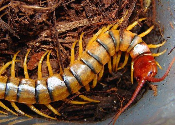 centipedes in Hawaii are common. Call us and we'll remove them for you.