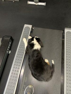 Kenna loves treadmills