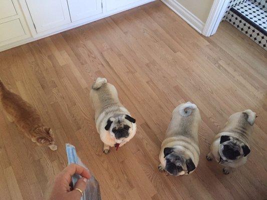 Jerry, Coco, Olivia all groomed and ready for treats after Pampered Paws.