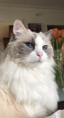 Rosalind (Rosie), my blue cream tortie ragdoll. I'm so lucky to have her. She's my best friend