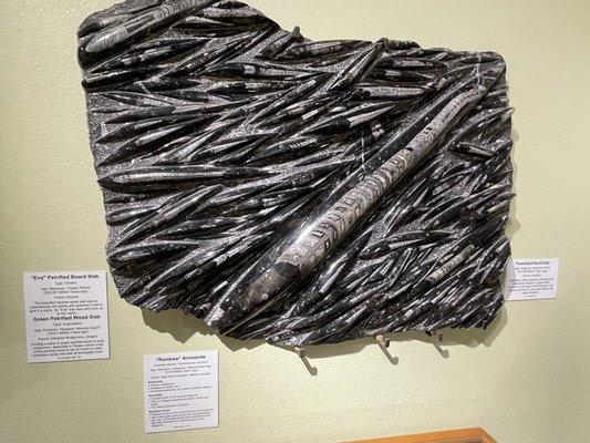 June 1, 2023 - Zuhl Museum: Home of the Zuhl Collection (Las Cruces, NM) - petrified conifer board slab